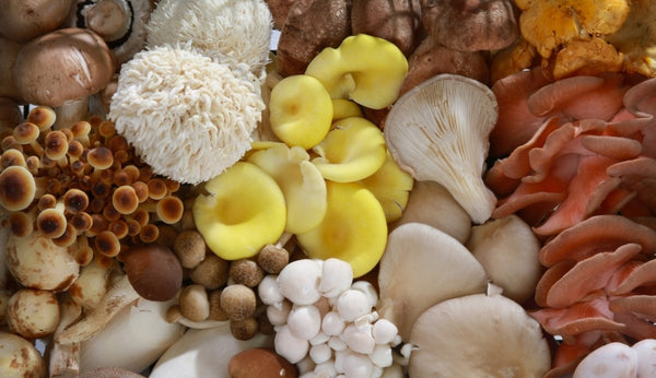 What Are Adaptogenic Mushrooms? Benefits, Risks, and Types