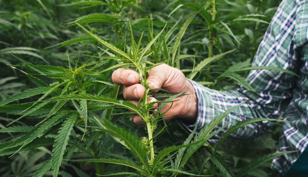 Hemp Derived THC-O: What is it and Why Does it Matter? - VO Inc