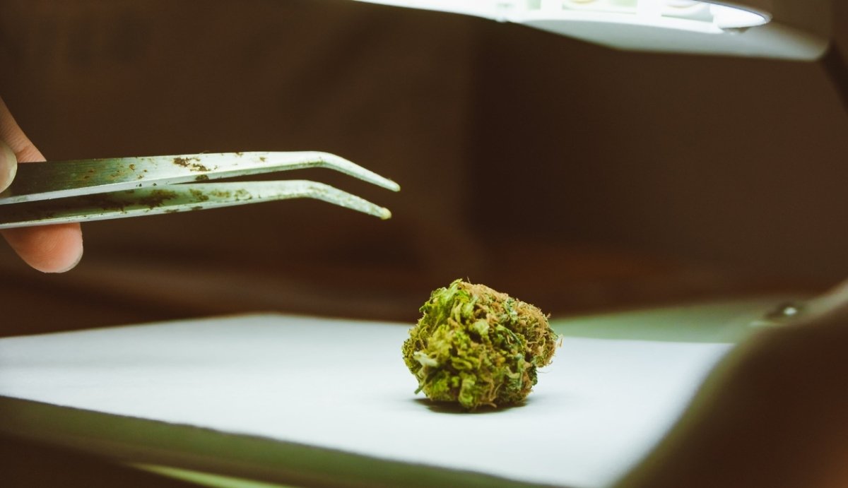 Delta 11 Distillate: How Is It Extracted? - VO Inc