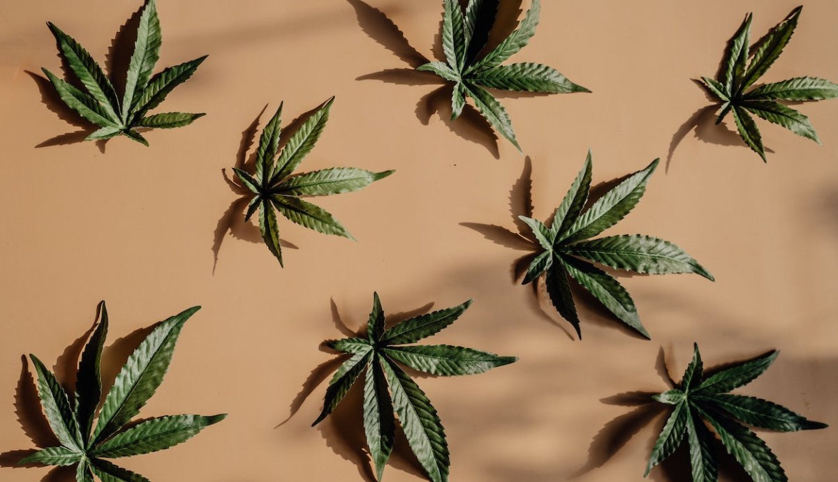 Is Hemp Derived Delta 9 Synthetic? Nope! Here's How it's Made - VO Inc