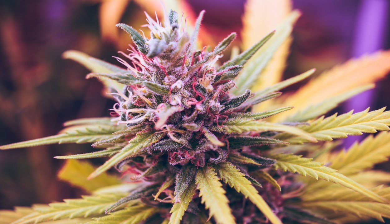 Terpenes - VO Inc