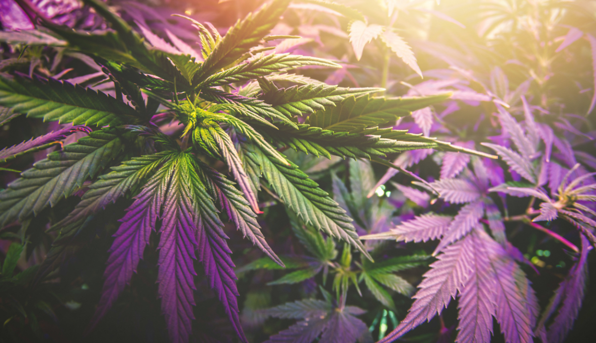 What are Flavonoids in Cannabis? - VO Inc