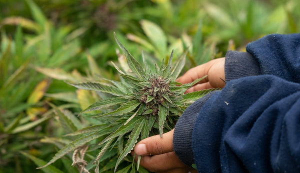What Is Liquid Diamonds In Weed What are Liquid Diamonds Weed? (+ Why It's Better than Distillate)