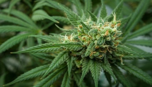 What is CBN? Complete Guide to the 'Sleepy' Cannabinoid - VO Inc