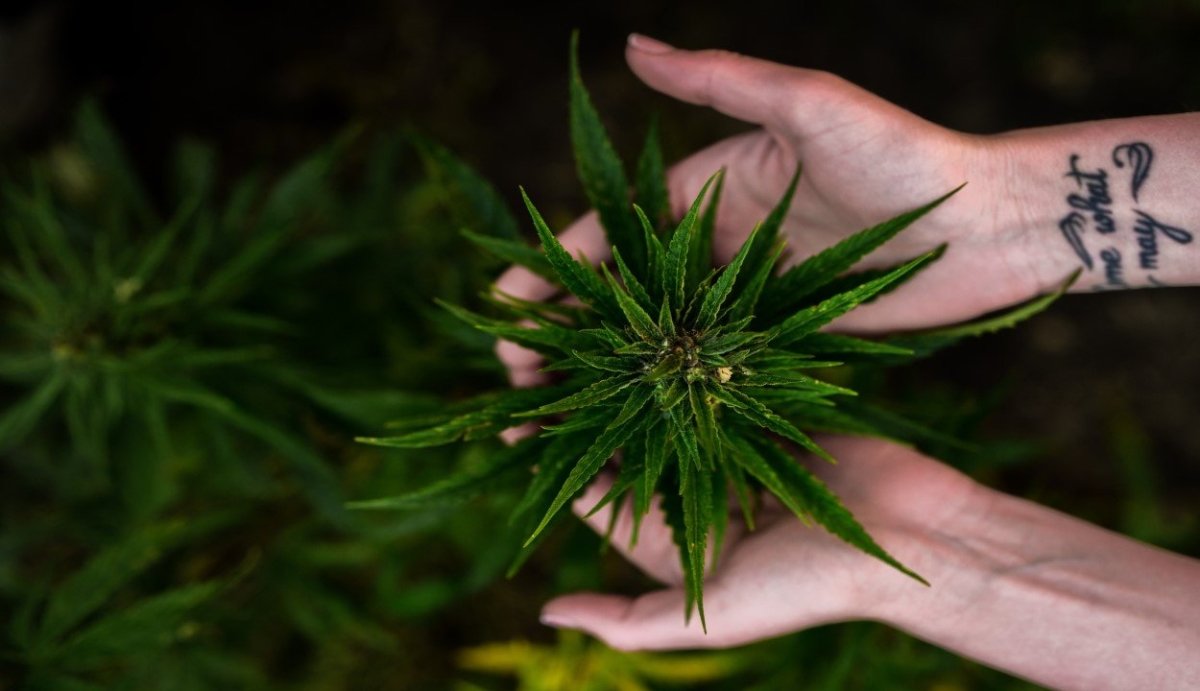 What is Hemp? - VO Inc