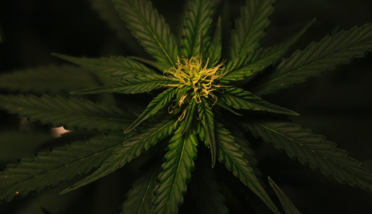 What is THCA? (+Benefits, Side Effects & Legality) - VO Inc
