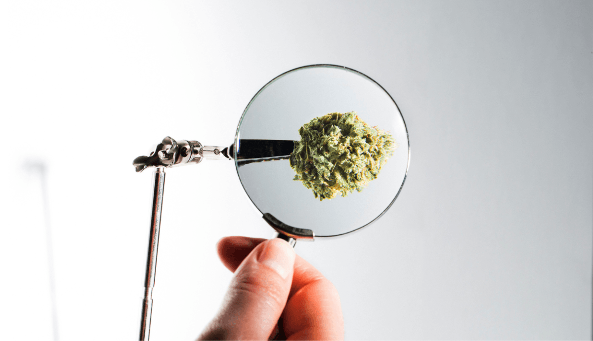 11 Delta-8-THC Facts You Need to Know - VO Inc