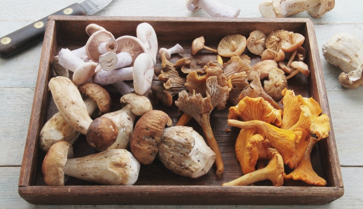 7 Superfood Mushrooms Backed By Research - Vida Optima™