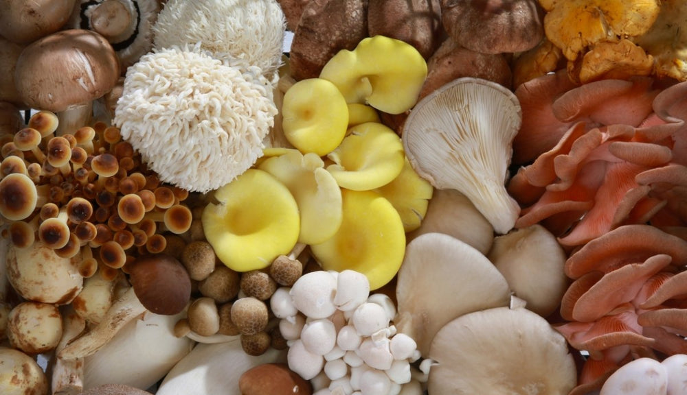 Adaptogenic Mushrooms Best Types + Benefits and Risks