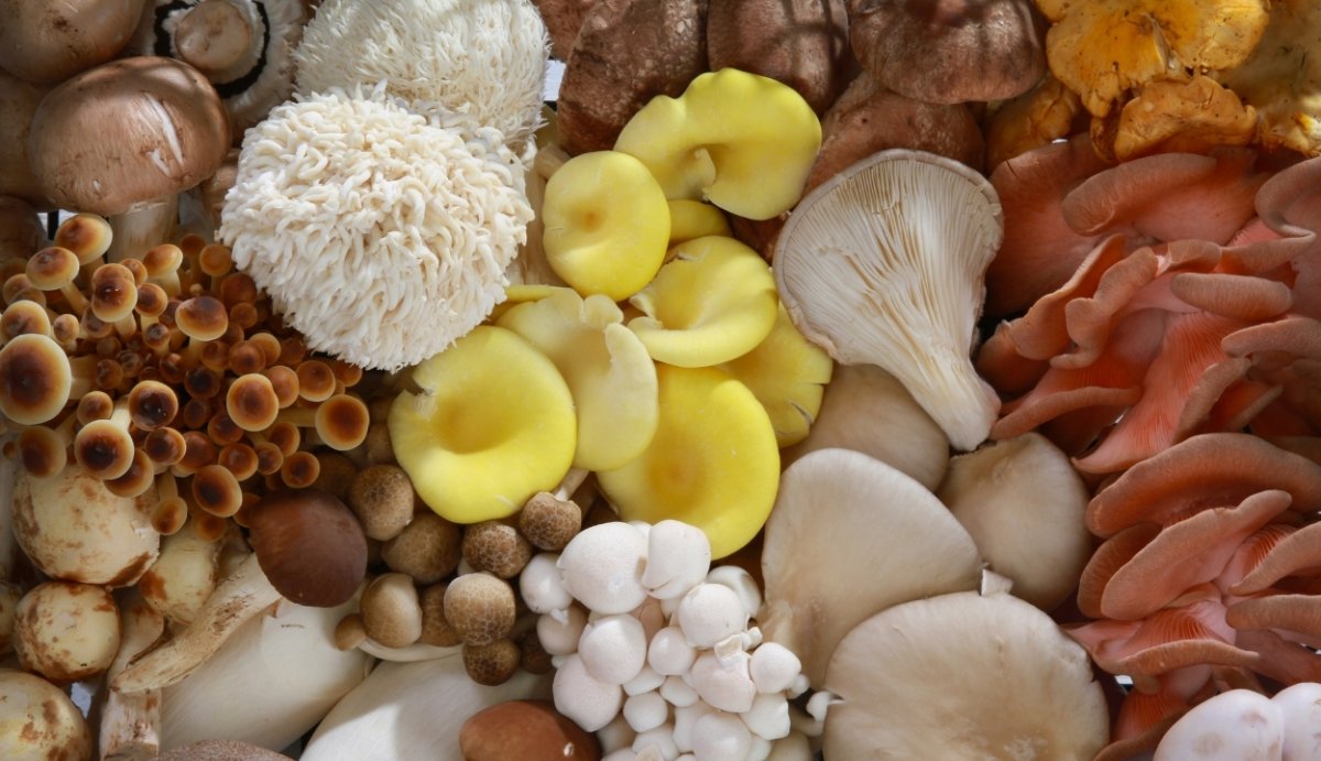 Adaptogenic Mushrooms Best Types Benefits And Risks