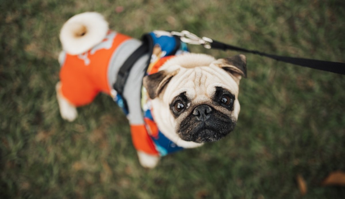 Can Dogs Overdose on CBD? Understanding the Risks + Vets' Insights - VO Inc