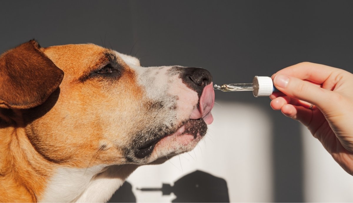 Can I Give My Dog CBD Oil Before the Vet? Yes! Here's Why - VO Inc