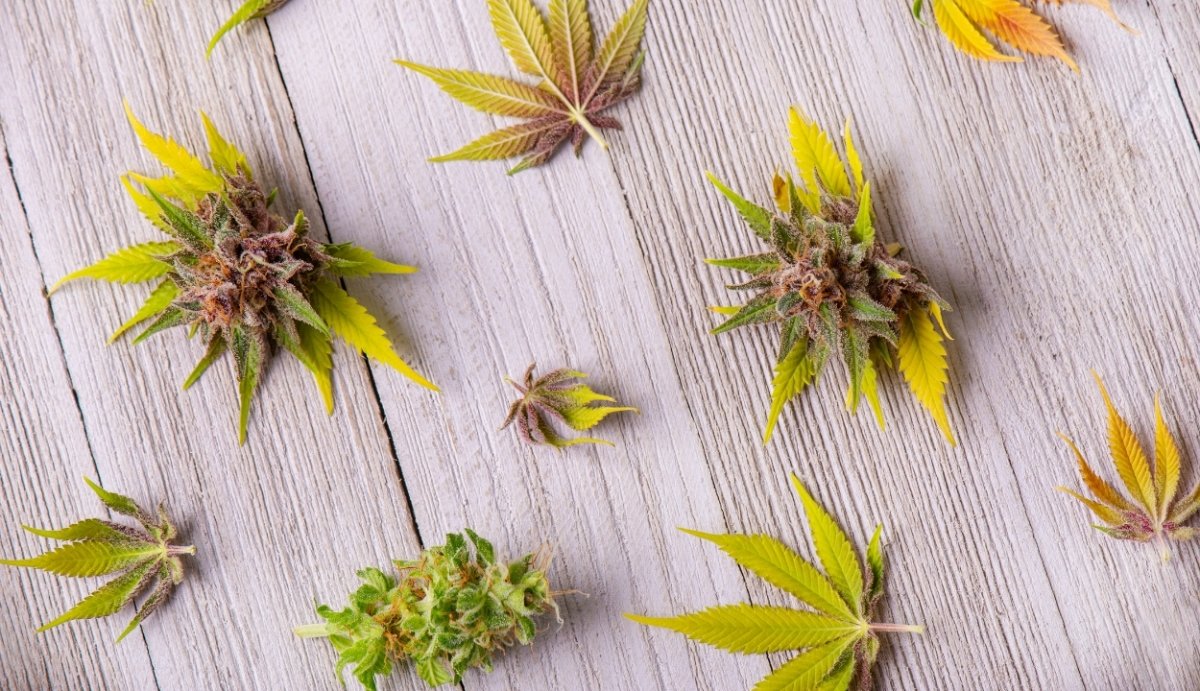 Cannabis Derived Terpenes - VO Inc