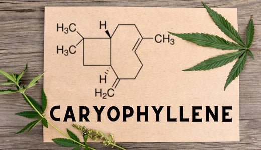 Caryophyllene - VO Inc