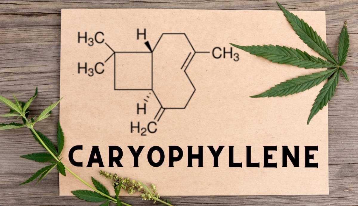 Caryophyllene - Vida Optima™