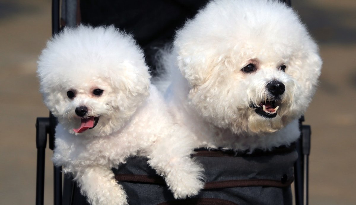 Bichon 2024 frise seizures