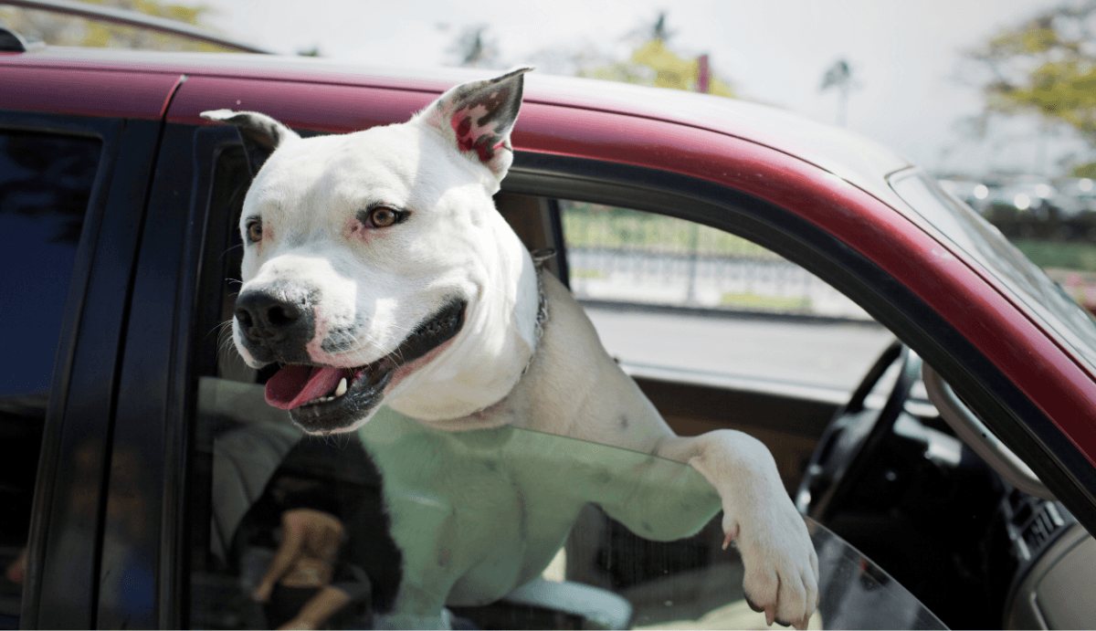 CBD for Pets: Benefits, Risks, and Product Types - VO Inc