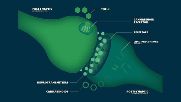 CBD Oil And Your Endocannabinoid System - VO Inc