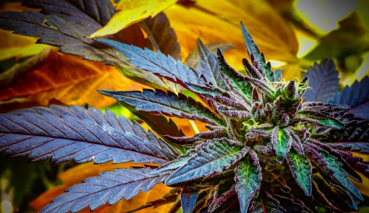 Does THC O Make You Trip? No (Usually) - VO Inc