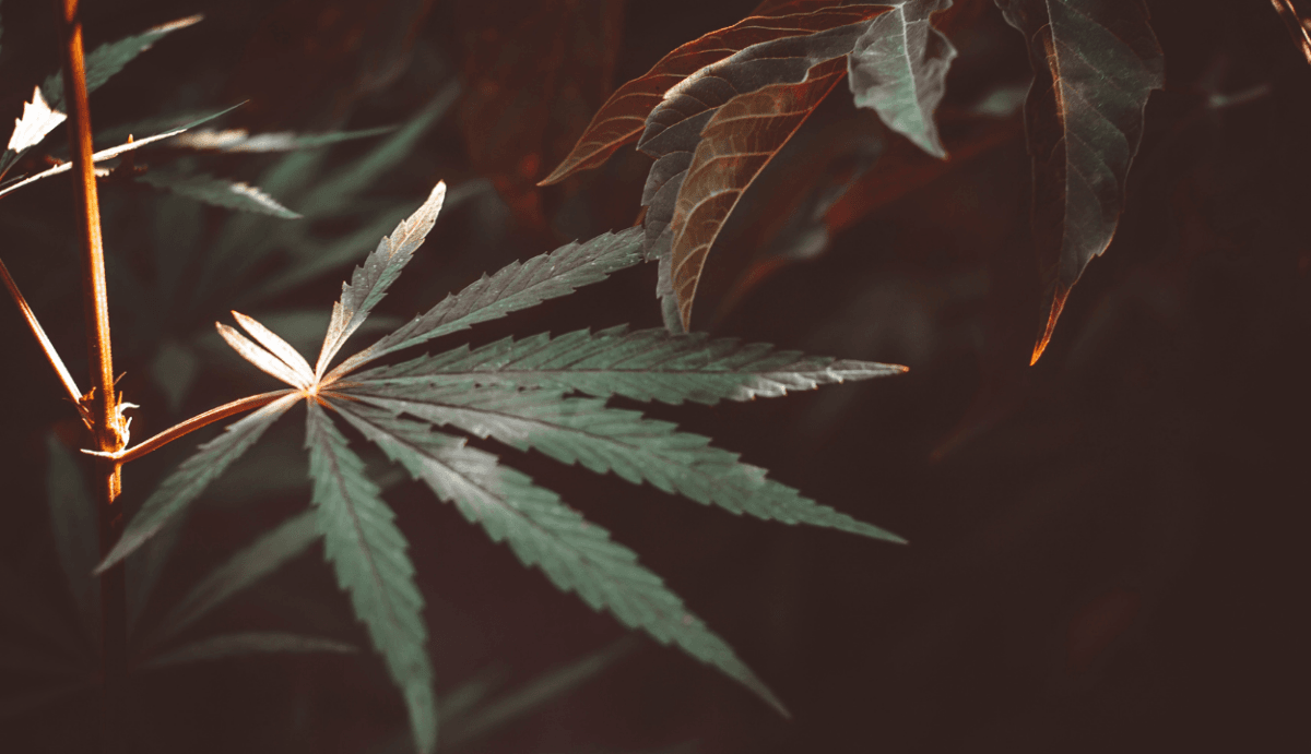 Hemp Derived Delta-8-THC - VO Inc