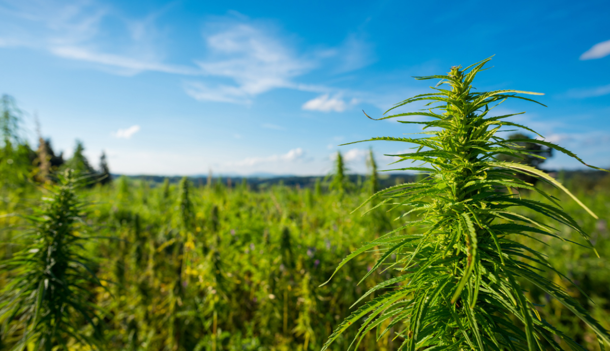 How Much CBD is Produced Per Acre of Hemp? - VO Inc