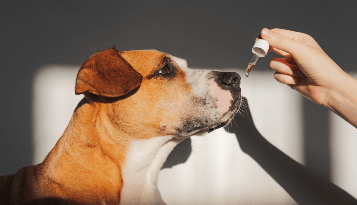 How Much CBD Oil Should I Give My Dog? - Vida Optima™