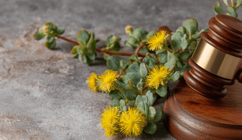 Is Kanna Legal in the U.S.? State-by-State Breakdown - VO Inc