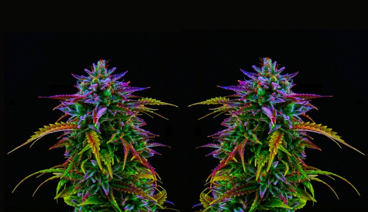 Is THC-O a Psychedelic?  - VO Inc