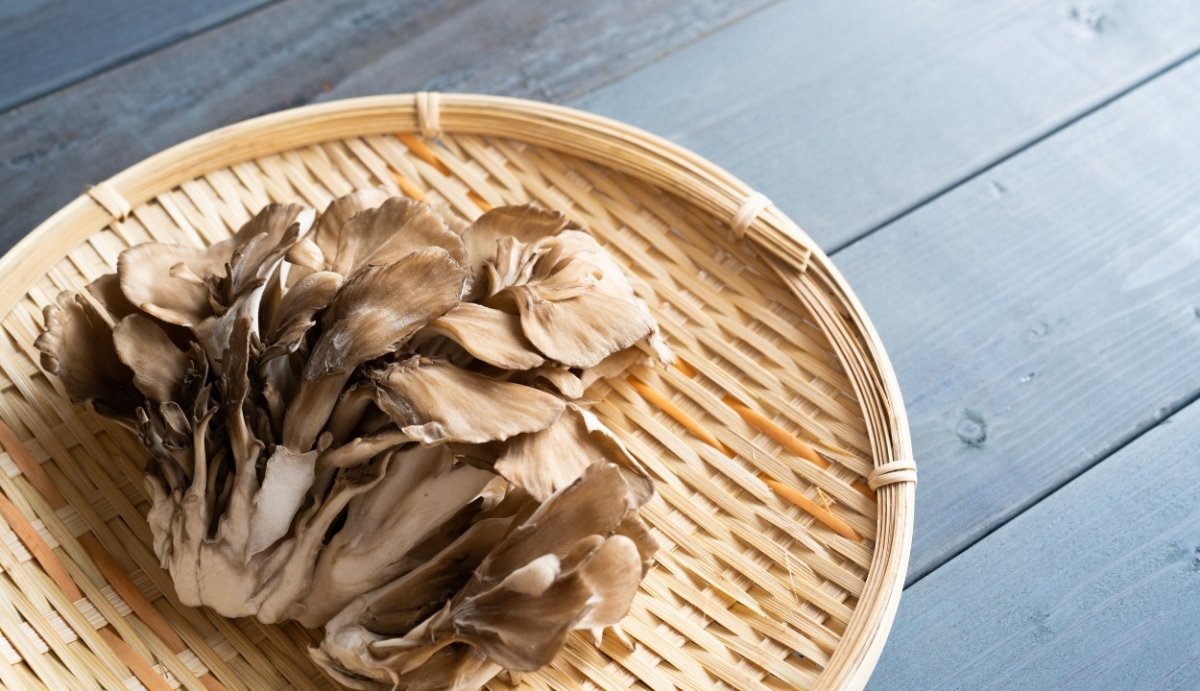 Maitake Benefits 9 Research Based Benefits to Know