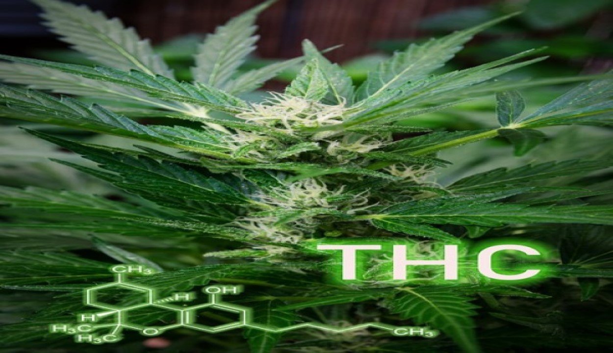 THC - VO Inc