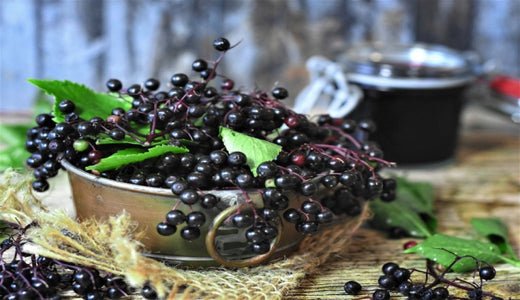 What is Elderberry? - VO Inc