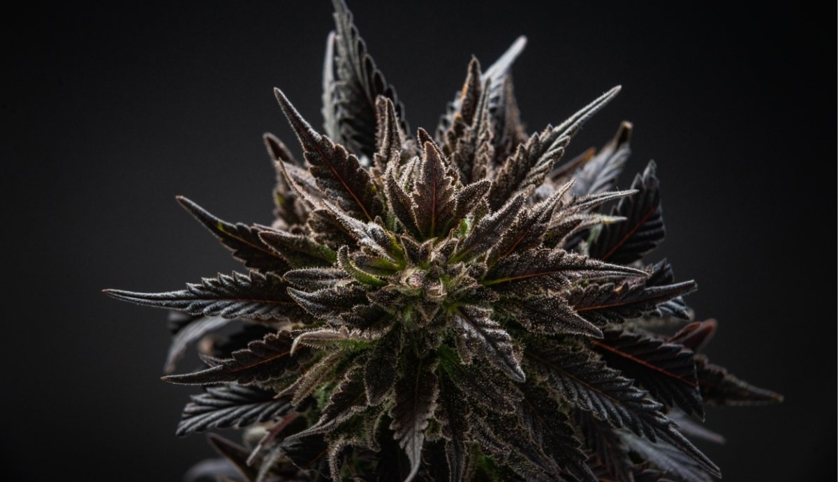 What is THCP?  (Tetrahydrocannabiphorol Effects, Risks, & More) - VO Inc