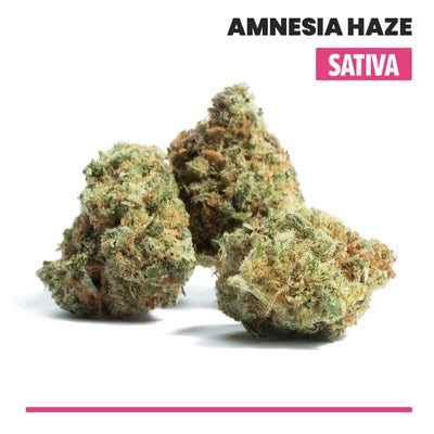 Amnesia Haze Indoor THCA Flower (Sativa) - VO Inc - Flower