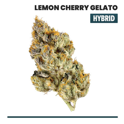 Lemon Cherry Gelato Indoor THCA Flower (Hybrid) - VO Inc - Flower