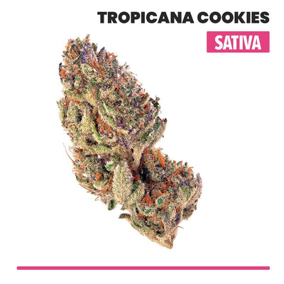 Tropicana Cookies Indoor THCA Flower (Sativa) - VO Inc - Flower